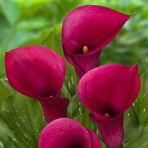 zantedeschia dior|Zantedeschia (Calla) Dior for Sale online in EU directly from The .